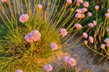 Closed image alt text